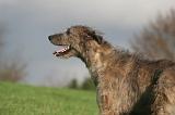 IRISH WOLFHOUND 397